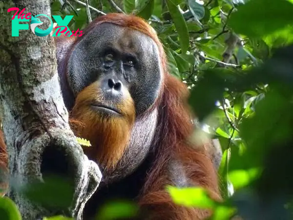 Orangutan's use of medicinal plant to treat wound intrigues scientists