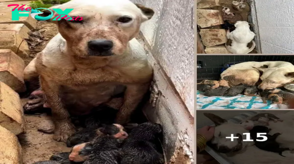 This devoted dog waited patiently in the mud for hours, guarding a tiny surprise at her feet.