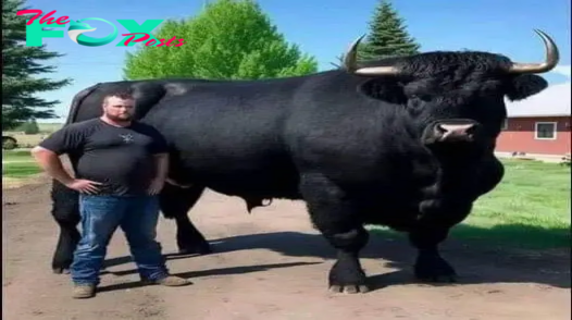 I recently spent $6,500 on this registered Black Angus bull