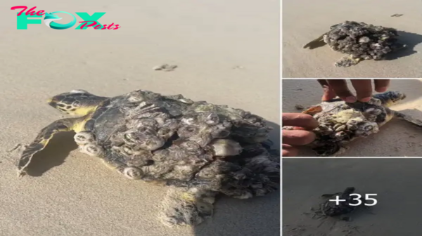 Rescuers Assist Tiny Sea Turtle Covered in Barnacles: A Much-Needed Peeling and Cleaning