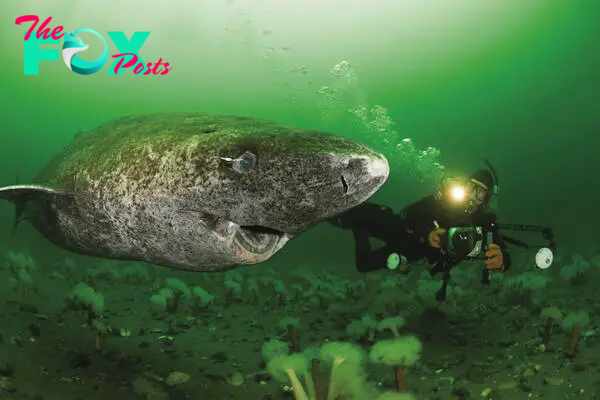 Scientists Discover 400-Year-Old Greenland Shark Likely Born Around 1620 SY