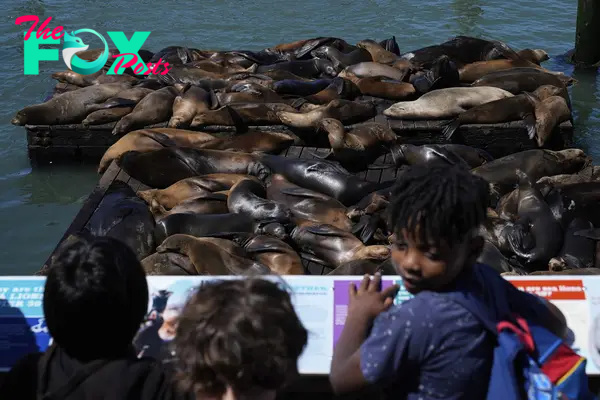 An Anchovy Feast Draws a Crush of Sea Lions to One of San Francisco’s Piers, the Most in 15 Years