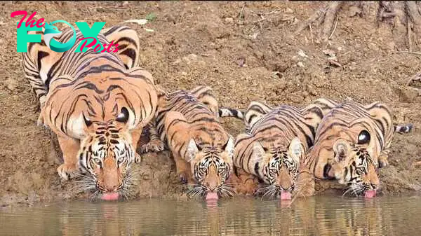 Mesmerizing wildlife footage: Tiger’s peaceful water oasis with his family at a California sanctuary KS