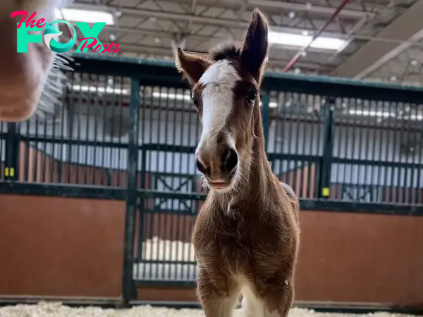 SZ “At Warm Springs Ranch, the arrival of four fresh Budweiser Clydesdales has stirred up quite a buzz. ” SZ