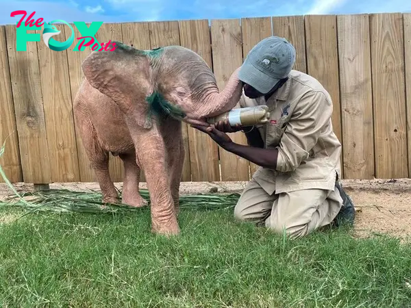 kp6.Unforgettable аffeсtіoп: Albino Elephant’s Gratitude Shown Through Memorable Embraces.