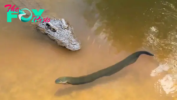 .Memorable Meeting: Dramatic Moment Captured on Film as Crocodile Faces Off Against 860-Volt Electric Eel!..D