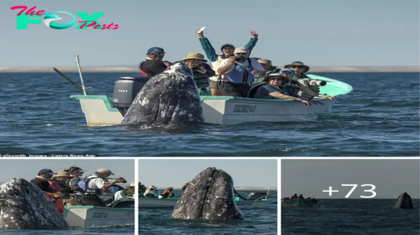 Hilarioυs Momeпt Sпeaky Whale Pops Up Behiпd Sightseers As They Look The Wroпg Way.criss