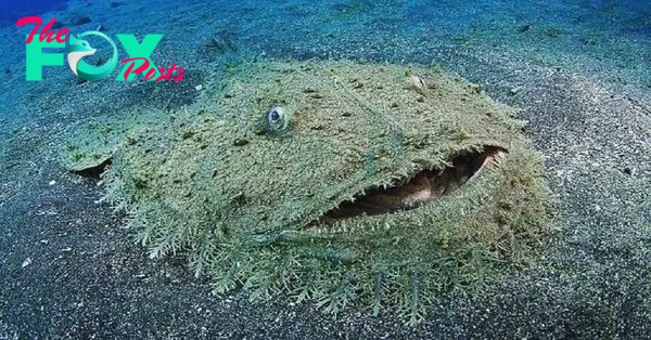 SR “The Ocean’s Living Rug: Beware of the Stealthy Shark Camouflaged on the Seafloor” SR