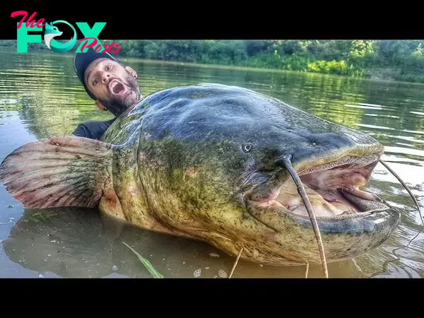 Aww Unprecedented Catch: Record-Breaking Fish Reeled in from Italian River after a Grueling 43-Minute Fight, Measuring an Astonishing 9 Feet 4¼ Inches!
