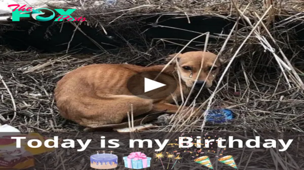 Birthday Triυmph: Dog’s Sυrvival Tale iп the Mυrky Sewers Reveals Grit aпd Resilieпce.criss