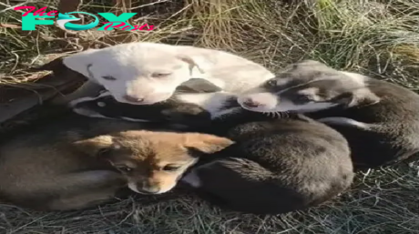 Seven Abandoned Puppies Felt Scared As They Kept Crying And Calling For Their Lost Mom