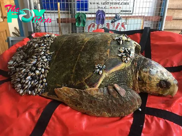 SAO.Emotional Moment for Fisherman: Turtle Stranded at Sea with Damaged Shell, Desperate Pleas for Aid Heard Far and Wide.SAO