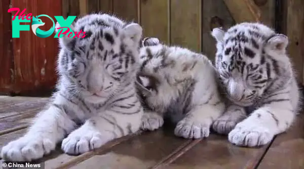 SZ “At 65 days old, rare white tiger triplets make their debut at the zoo: utterly adorable! ‎ ” SZ