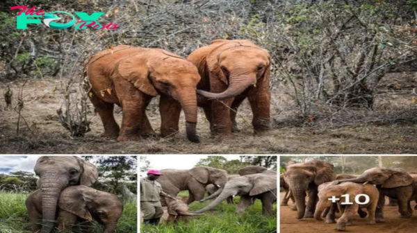 Be brave, my dear! I’m also an orphan: The touching image of a baby elephant just a few days old having a traumatic start in life being given ‘first supportive hugs’ by his seniors.