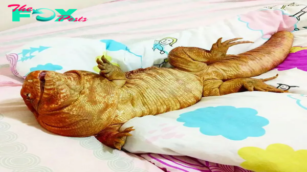 SZ “Meet MacGyver, the гагe giant red lizard from California! ” SZ