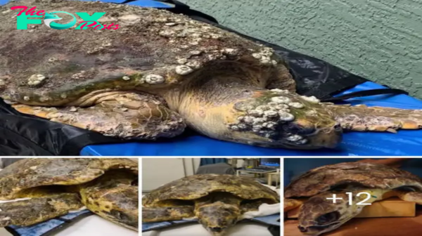 Against All Odds: Turtle Burdened with 4kg of Barnacles Rescued from Near-Death in Inspiring Tale of Survival