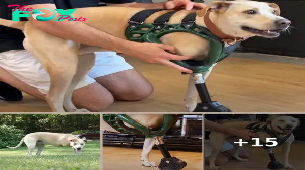 Rescued Three-Legged Dog Gets Special 3D Printed Leg