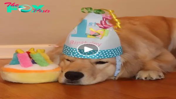 “Unleash the Celebration: Tips for Planning an Epic Bark-tastic Birthday Paw-ty for Your Pup!” -zedd