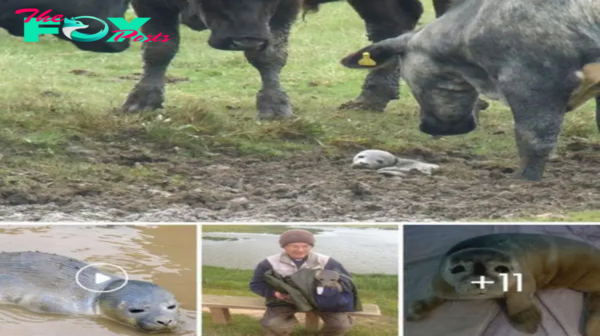 Unexpected Meeting: Stranded Seal Pup’s Remarkable Encounter with Cows in Lincolnshire Leaves Hearts Warmed and Spirits Lifted