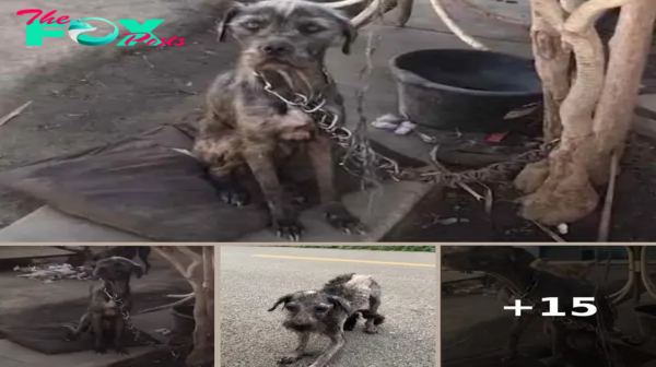 Woman’s Kindness Persuades Man To Give Up His Chained Dog And Puppies