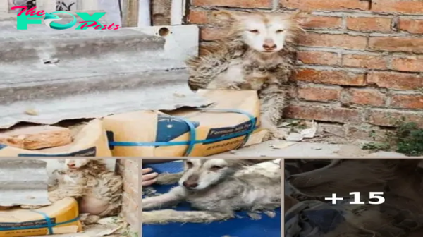 Skinny husky is so scared she hides in a corner all day – then animal heroes give her new life