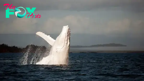 Aww A rare spectacle unfolds: an exceptionally scarce white whale is sighted a mere 500 meters off the shores of Australia, sparking speculation about its possible relation to Migaloo.