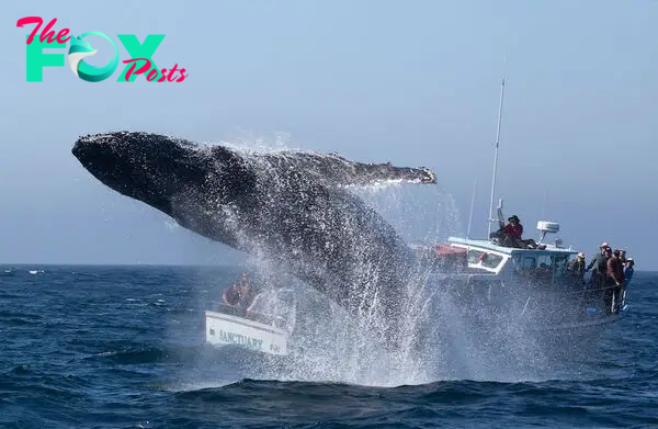 SAO. “Unraveling the Mystery: Exploring the Enigmatic Songs of Whales Beneath the Deep Sea”.SAO