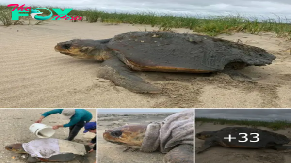 Incredible Rescue: Loggerhead Sea Turtle Liberated from Mud Thanks to Determined Rescuers