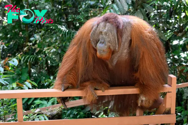 Malaysia Plans Its Own ‘Orangutan Diplomacy,’ Inspired by China’s ‘Panda Diplomacy’