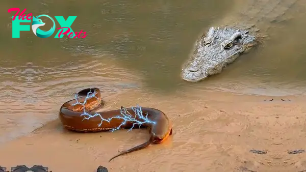 .Unforgettable Showdown: Camera Captures Spectacular Battle Between Crocodile and 860-Volt Electric Eel!..D