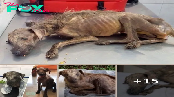 Stray dog is just skin and bones when he is found lying in the street by an angel – who gives him his life back