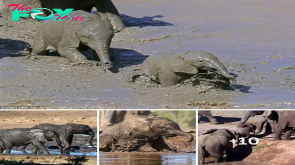 This is the adorable moment a herd of 100 elephants are enjoying a mud bath festival and 15 children never miss this opportunity to play