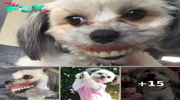 Man Wakes Up To Missing Dentures, Finds Dog With A Brand New Smile