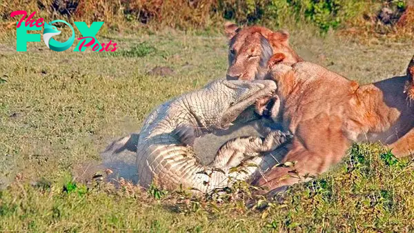 SAO. “Unexpected Turn of Events: Lions Confront Giant 7m Crocodile with Surprising Outcome”.SAO