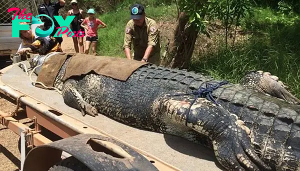 Aww Just encountered Australia’s colossal 2,000-pound crocodile!