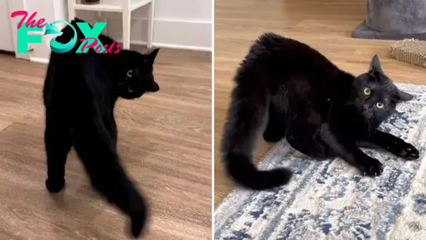 1S.Lupin The House Panther Will Steal Your Heart With His Everyday Quirks