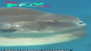 LS ”Don’t rock the boat! Moment a massive sunfish checks out paddleboarders near southern California beach ‎”