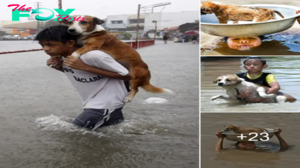 Lamz.Young Hero’s Compassion: 7-Year-Old Saves Homeless Dog, Illuminating the Power of Empathy in a Heartwarming Tale