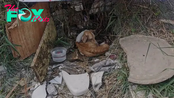 QT Heartbreaking Discovery: Rescuers Overwhelmed with Grief as Malnourished Dog Found Near Busy Road in Deplorable Conditions