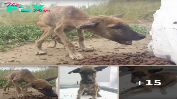 “Skin & Bones” Puppy Devours Food While Chattering & Waggling His Tiny Tail