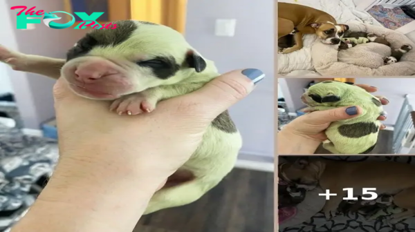 A Bulldog Gives Birth To a Rare Green-furred Puppy