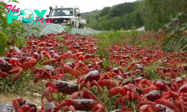 SAO. “Captivating Scene: 50 Million Red Crustaceans Blanket Bridges, Halting Traffic in Australia”.SAO