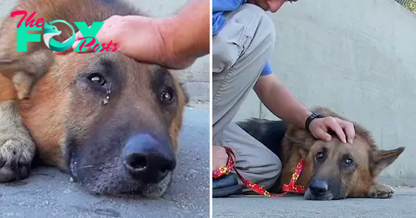 Abandoned And Trapped In Deep River, The Elderly Dog started crying When The Volunteer Approached To Caress Him