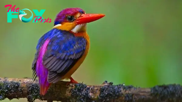 32 of the most colorful birds on Earth