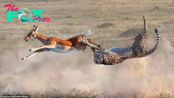 KS  Flawless Aerial Maneuver: Cheetah Seizes Gazelle Mid-Leap in Spectacular Display