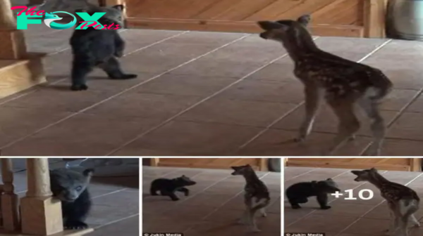 “Don’t be afraid, man! I’m an orphan too”: Extremely adorable moment captured of a shy bear cub meeting a fawn for the first time after being rescued(Video)