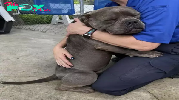 son. In a touching show of appreciation, the poor dog wrapped his paws around the shelter’s caretakers, expressing deep gratitude before starting a new chapter with his foster parents. me.