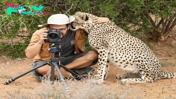 bb. “Cheetah Surprises Photographer with Heartwarming Embrace (Video)”