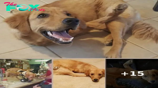 Couple Refuses To Give Up On Golden Retriever Born With Backward Legs