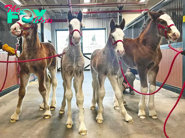 /5.Four newborn Budweiser Clydesdales have entered the world at Warm Springs Ranch, continuing the legacy of this iconic breed.